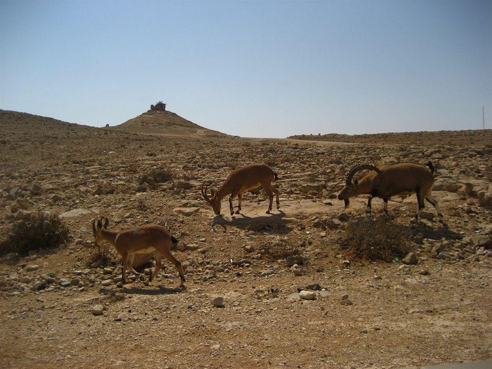 Silent Arrow Hotel Mitzpe Ramon Exterior photo